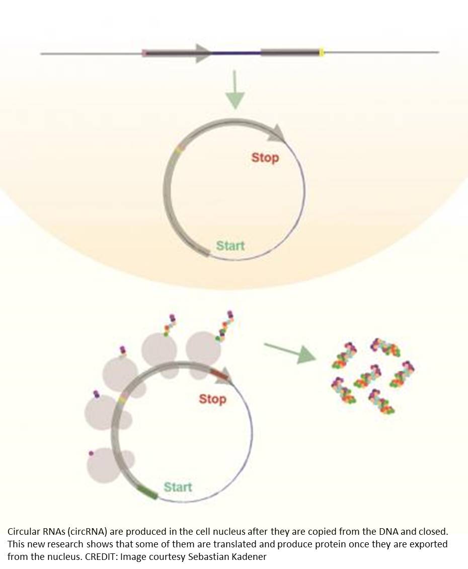 Circular RNA can encode for proteins