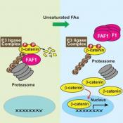 Unsaturated fatty acids stimulate tumor growth through stabilization of &#946;-catenin
