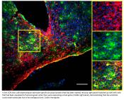 Astrocytes keep time for brain, behavior