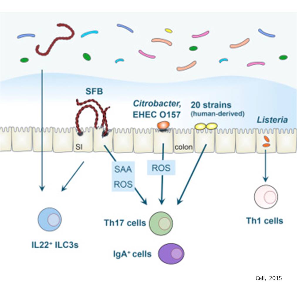 Th17 cell induction by adhesion of microbes to intestinal epithelial cells