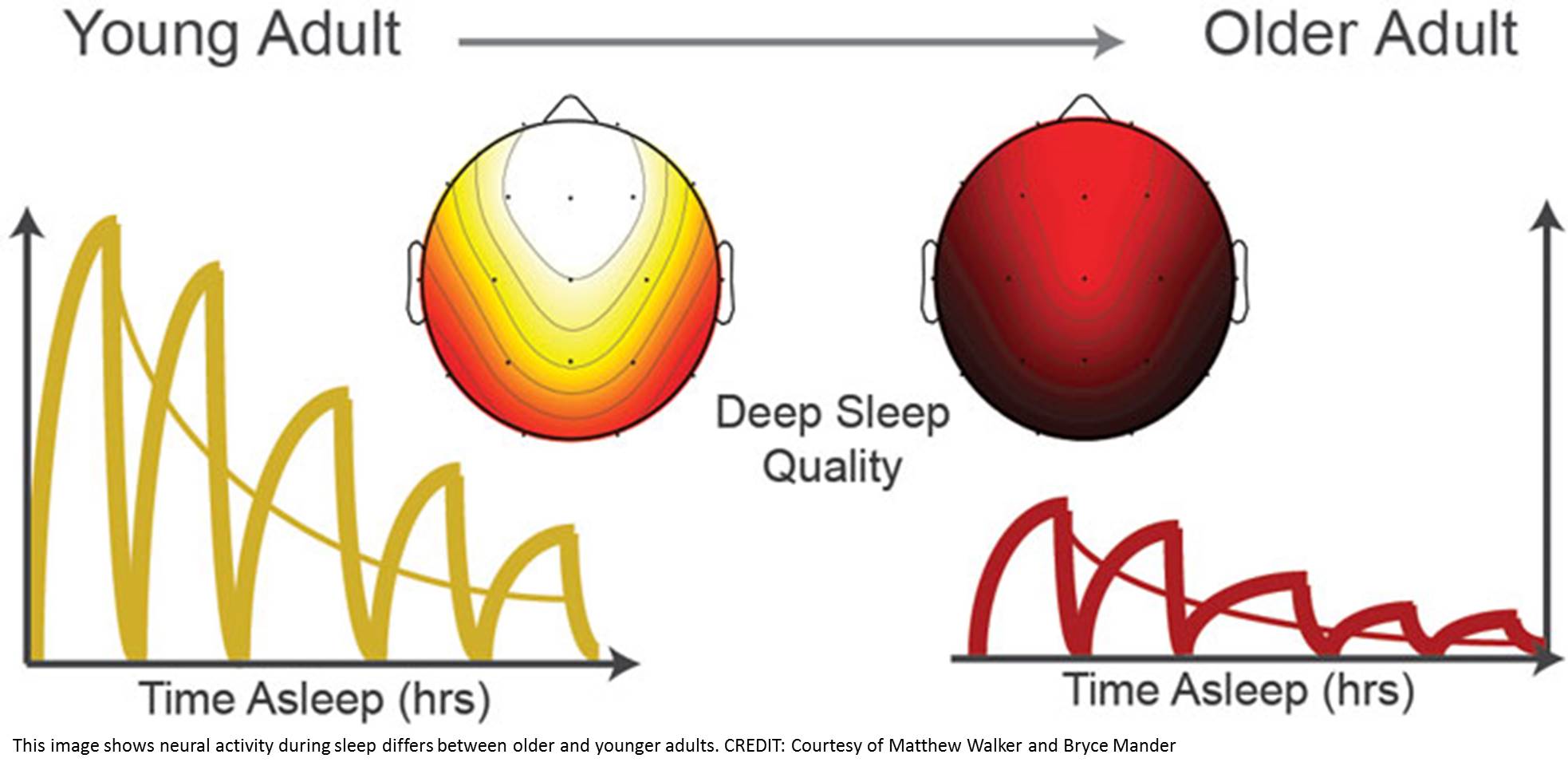 Sleep Differences in Older and Younger Adults 