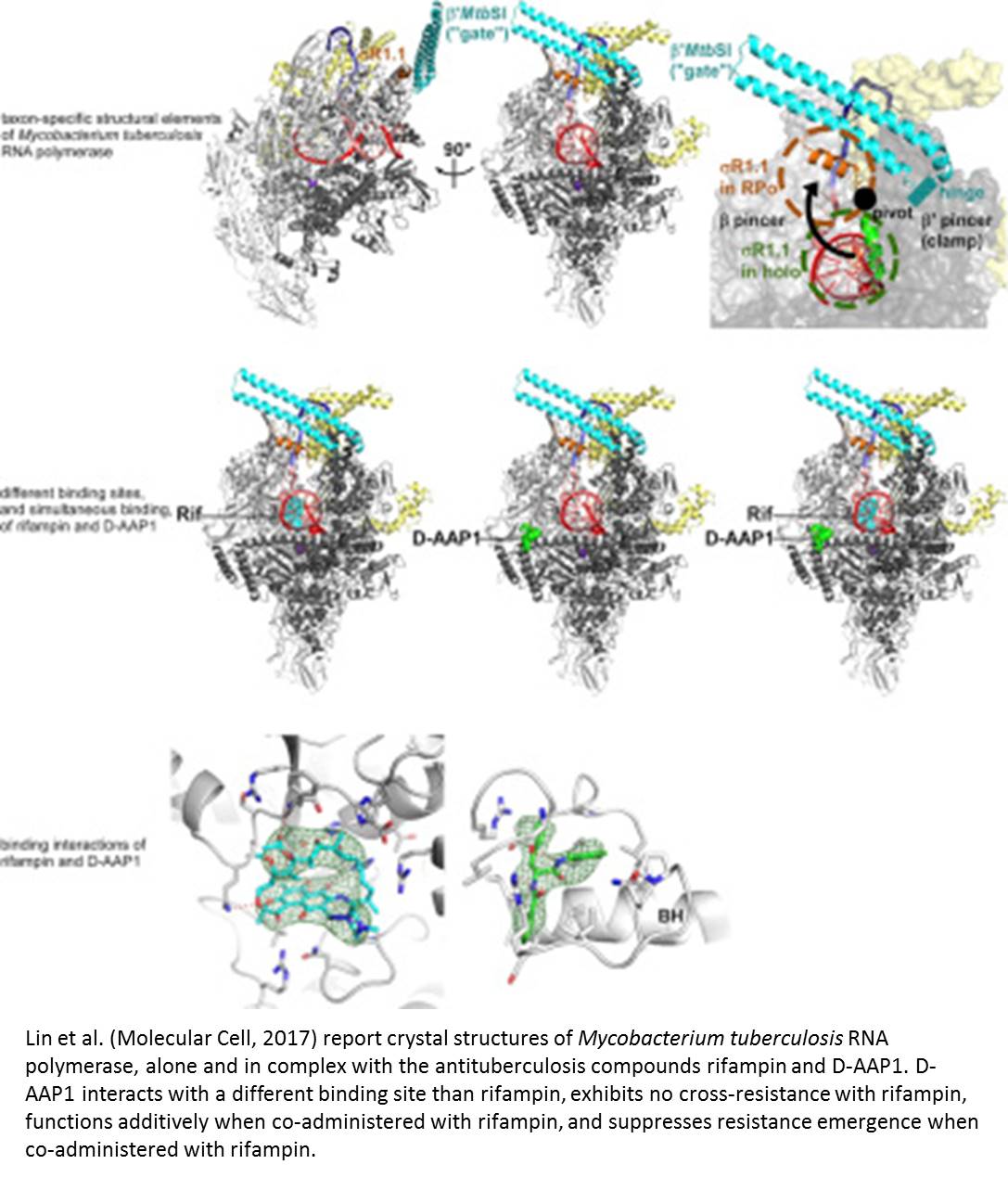 Structure of tuberculosis drug target determined!