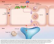 Role of omega-3 fatty acids in keeping the blood-brain barrier closed