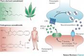 Cannabis reverses aging processes in the brain