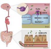 Relationship between common brain disease and gut microbiome identified!
