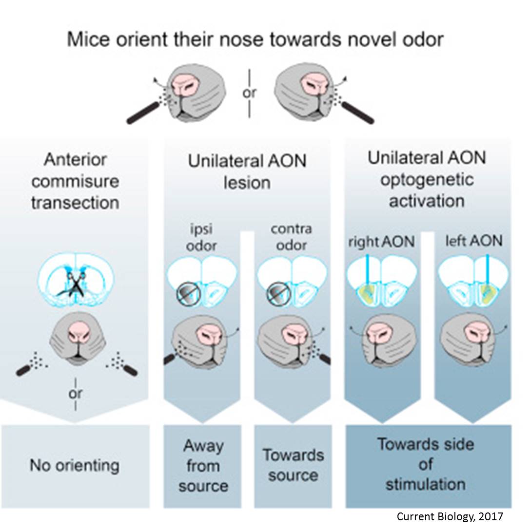 Mechanism behind rapid smell source localization discovered!
