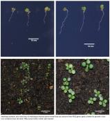 Gene that helps plant grow under iron deficient conditions identified!