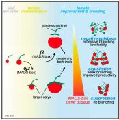 Manipulating gene interactions for higher tomato yields