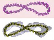 Supercoiled DNA is far more dynamic than the &#039;Watson-Crick&#039; double helix