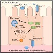 New regulator in iron metabolism in mice