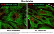 Magnets to open endothelial barrier on demand for drug delivery!
