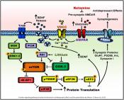 Mechanism of antidepressant ketamine&#039;s long term effect unraveled!