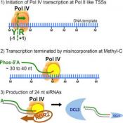A one precursor one siRNA model for pol IV-dependent siRNA biogenesis