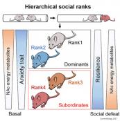 How social rank can trigger vulnerability to stress