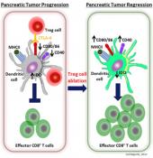 Pancreatic tumors manipulate the cross talk between immune cells to prevent attack!