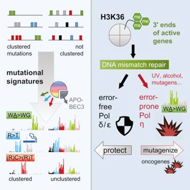 Error prone DNA repair of cluster mutations may lead to cancer!