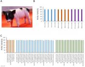 Gene editing to eliminate retrovirus in live pigs