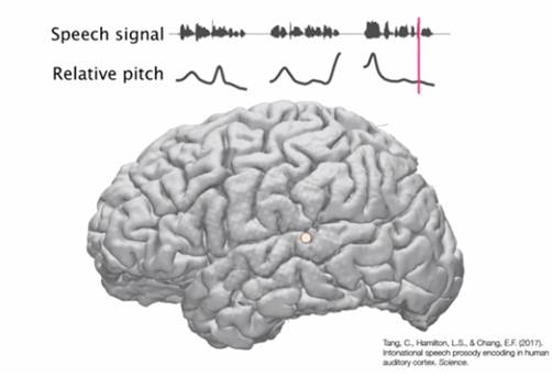 Neurons identify pitch changes in spoken language