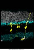 Functional neuronal regeneration from Mller glia in adult mice