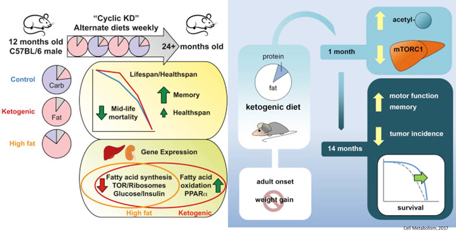 Mice on ketogenic diets live longer and healthier in old age