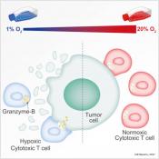Oxygen starved immune T cells shrink tumors