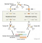 Can alternative splicing lead to cancer?