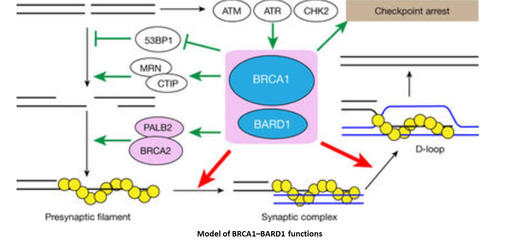 How BRCA1/2 mutations cause cancer? 