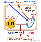 Mechanism of body temperature regulation by brown adipose tissue challenged!