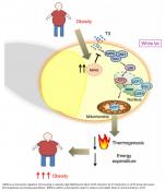 A specific protein regulates the burning of body fat to generate heat