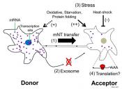Visualizing intercellular RNA transfer through membrane nanotubes