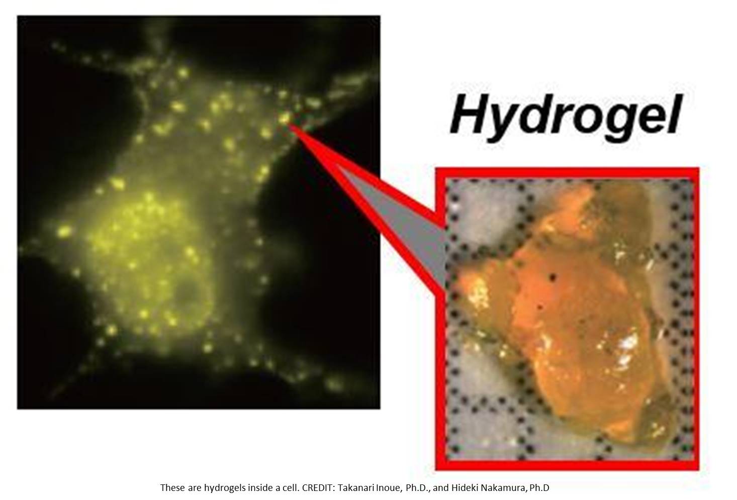 First-ever protein hydrogels made in living cells