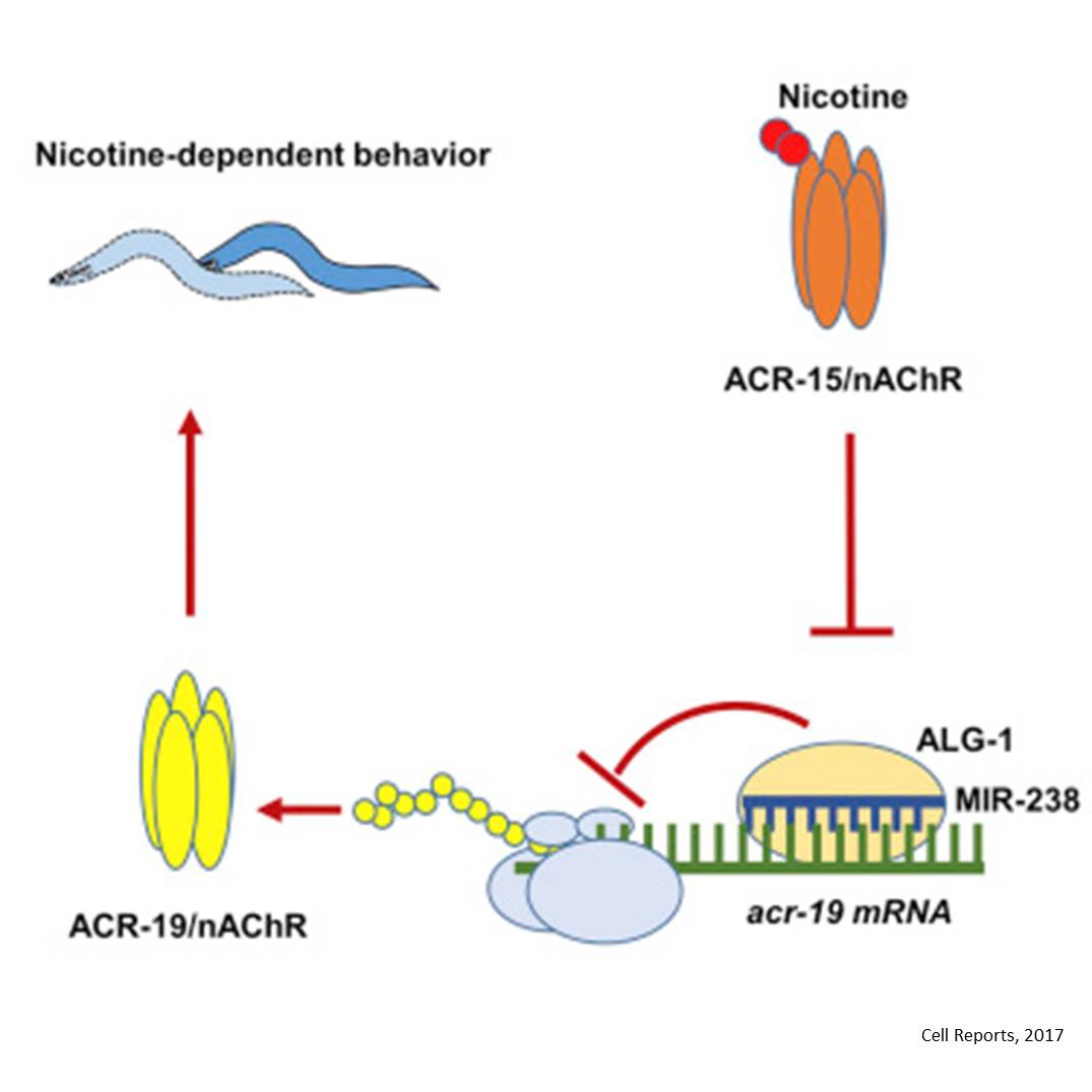 MicroRNA role in nicotine dependence!