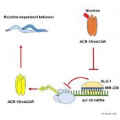 MicroRNA role in nicotine dependence!