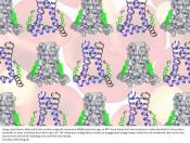 Cholesterol helps flu virus escape through host cell&#039;s membrane