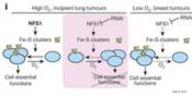 A protein that helps the lung tumors survive oxidative damage identified!