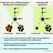 Hlf gene modulates hematopoietic cell lineage specificity