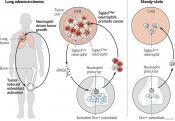 How bone cells promote lung cancer growth