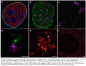 Multiplexed 3D super-resolution imaging of whole cells