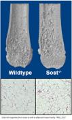 Bone-derived hormone influences adipose tissue in mice