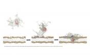 Visualizing membrane disruption by Parkinson&#039;s disease protein