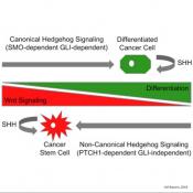 Hedgehog signaling proteins keep cancer stem cells alive