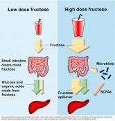 Its small intestine, not liver, clears dietary fructose