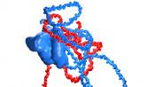 New interaction mechanism of proteins discovered