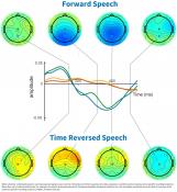 A brain signal that indicates whether speech has been understood discovered