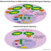 Mitochondria-to-nucleus messenger protein