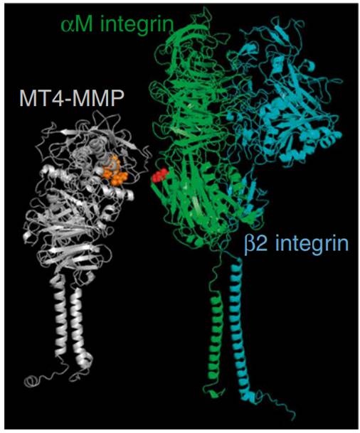 Metalloproteinase regulates immune response in atherosclerosis