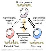 Novel gene editing technology that removes reporter genes in the cells