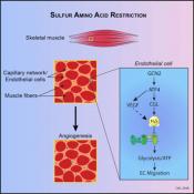 Sulfur amino acid restriction diet triggers new blood vessel formation in mice