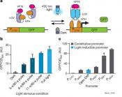 Using light to turn yeast into biochemical factories