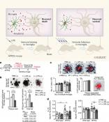 An immunological memory in the brain